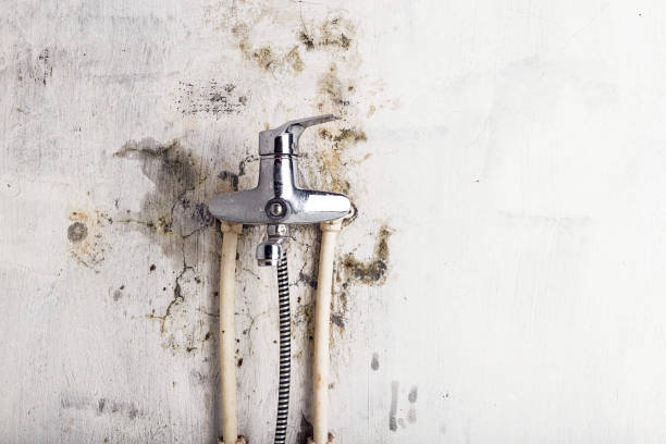 Best Emergency Mold Remediation in Whitesboro, TX