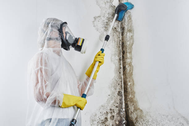 Best White Mold Remediation in Whitesboro, TX