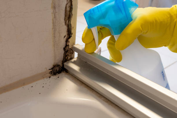 Best HVAC Mold Remediation in Whitesboro, TX