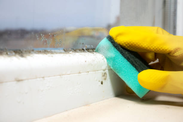 Best Residential Mold Remediation in Whitesboro, TX