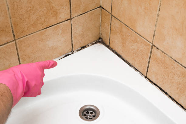 Best Bathroom Mold Remediation in Whitesboro, TX